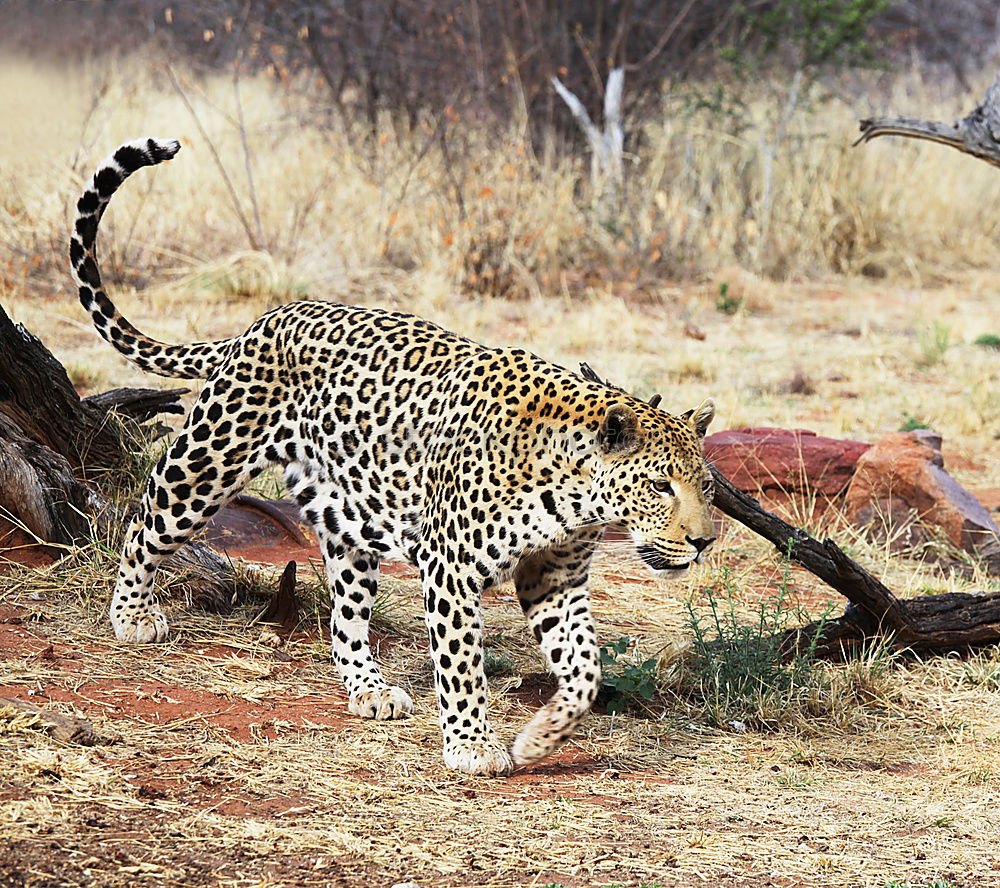 Similar – Image, Stock Photo The Sprinter Cheetah Speed