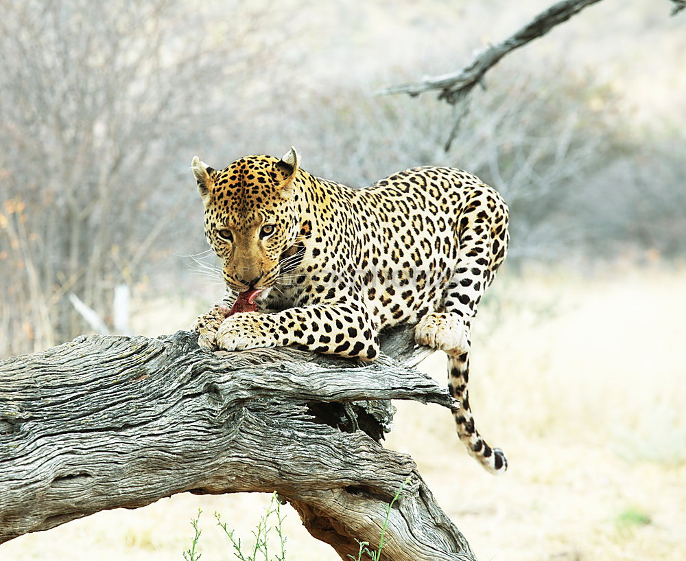 Similar – Image, Stock Photo Leopard #17 Meat Tourism