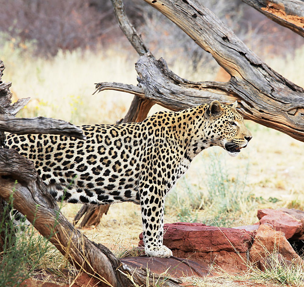 Similar – Leopard #16 Tourism Safari