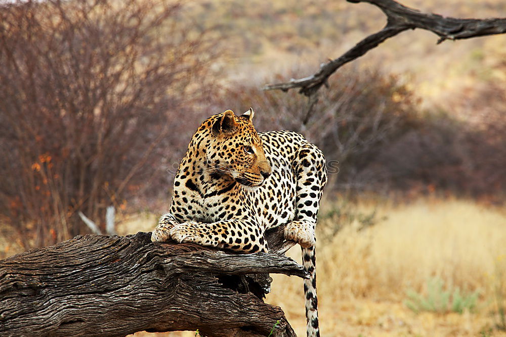 Leopard #15 Tourism Safari