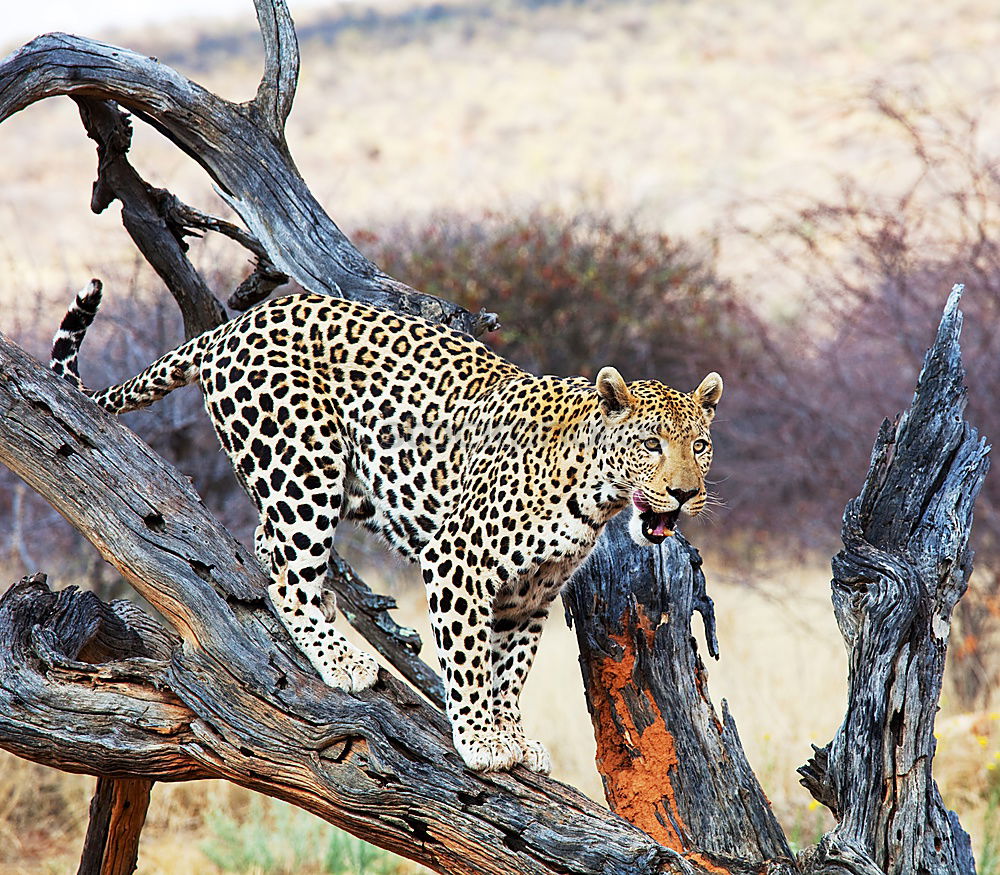 Similar – Leopard #16 Tourism Safari