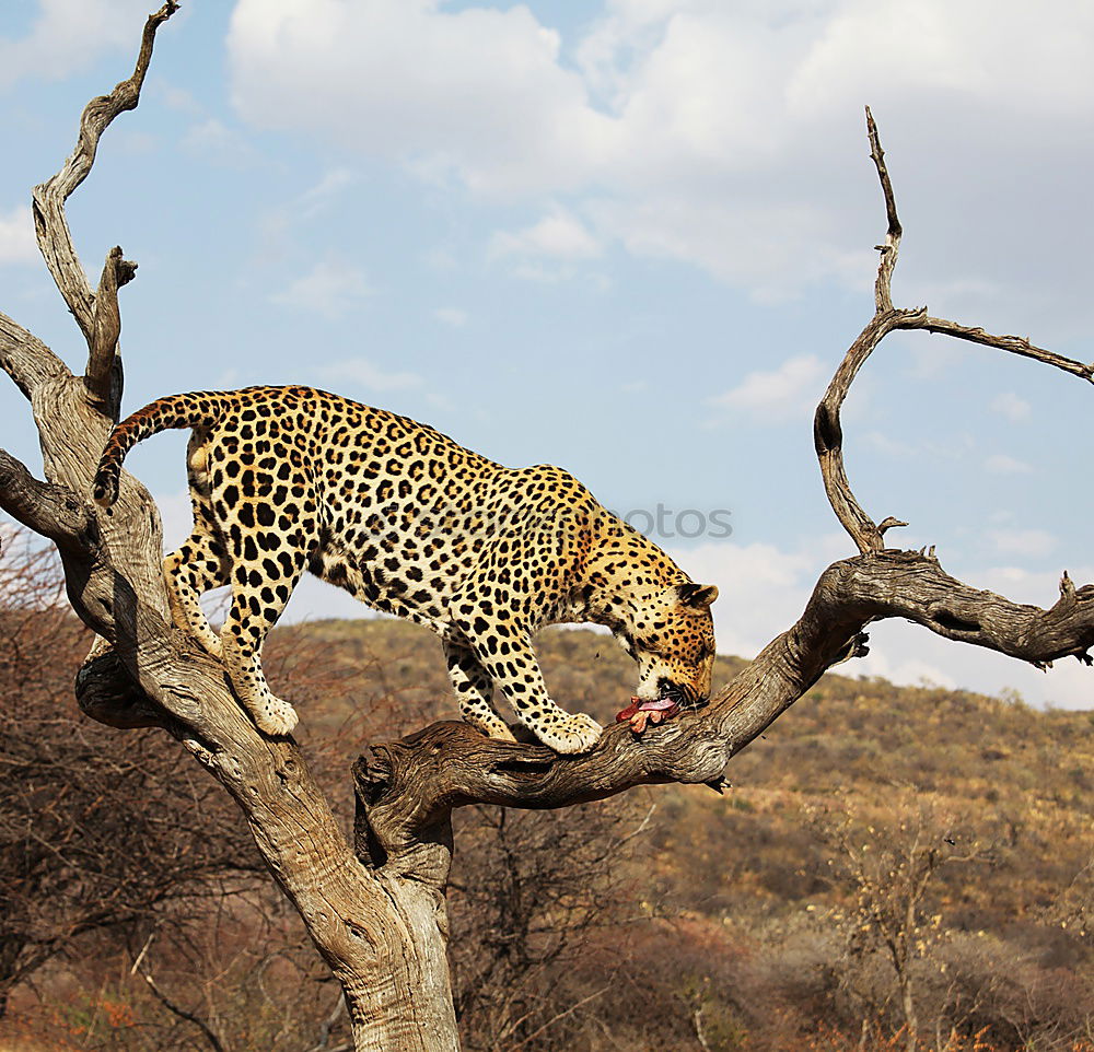 Leopard #16 Tourism Safari