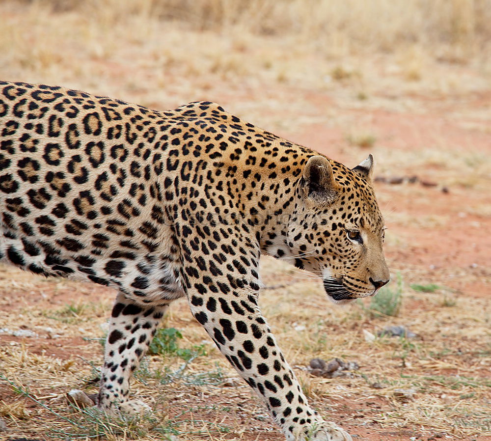 Similar – Image, Stock Photo Leopard #13 Tourism Safari