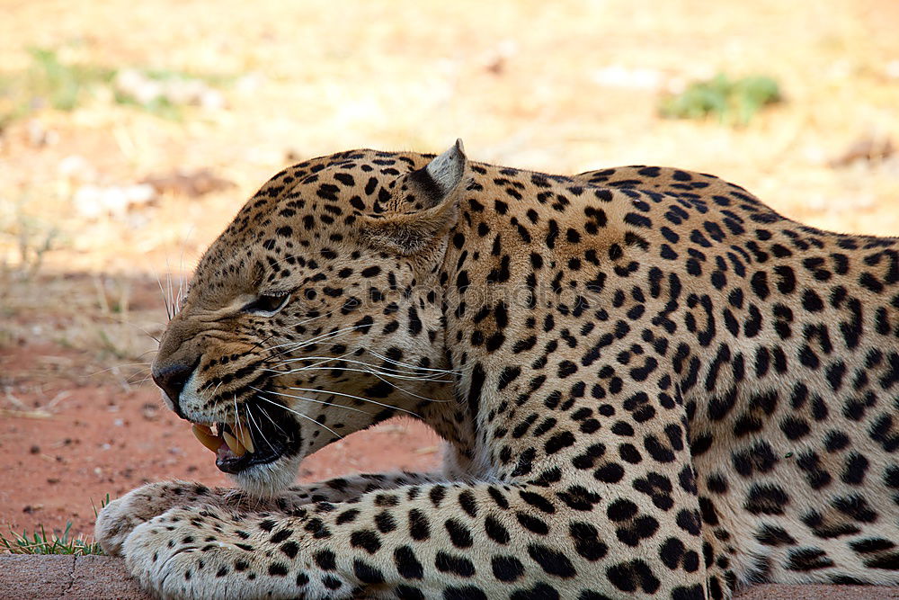 Similar – Image, Stock Photo The Sprinter Cheetah Speed