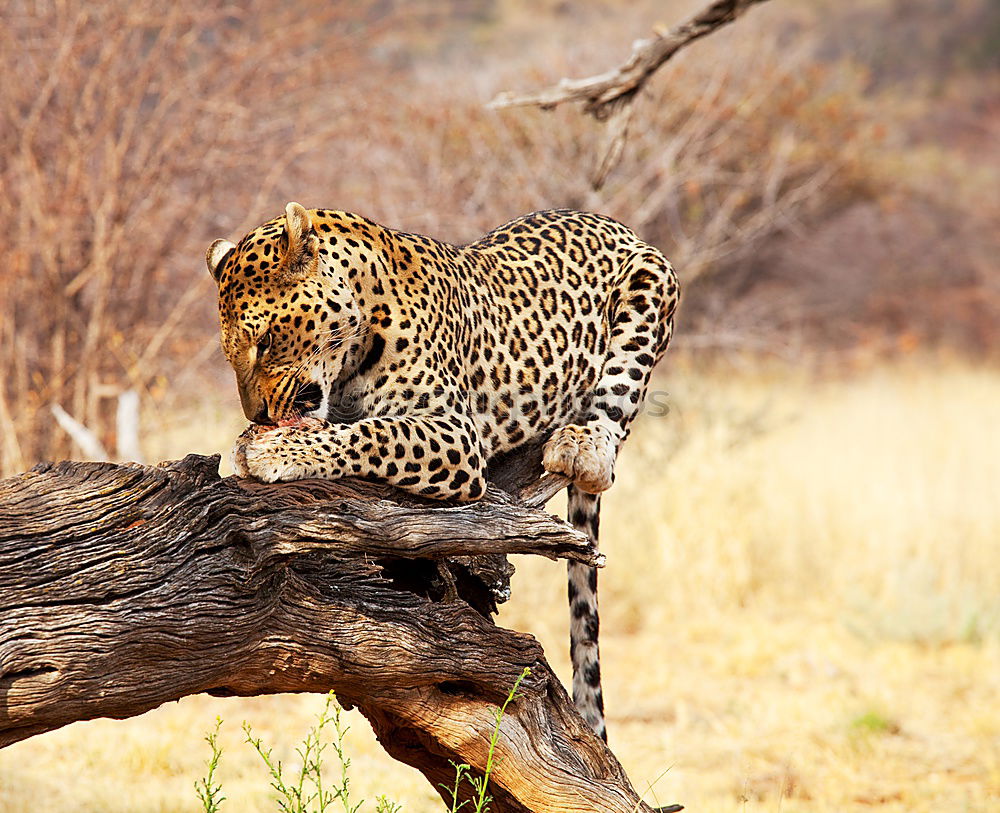 Similar – Leopard #15 Tourism Safari