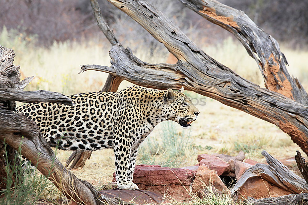 Similar – Image, Stock Photo Leopard #17 Meat Tourism