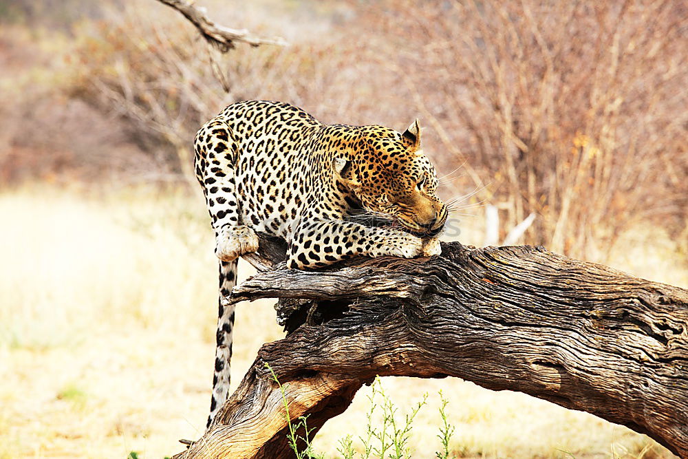 Similar – Leopard #15 Tourism Safari