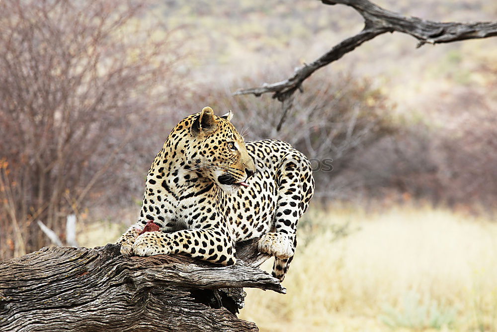 Similar – Leopard #16 Tourism Safari