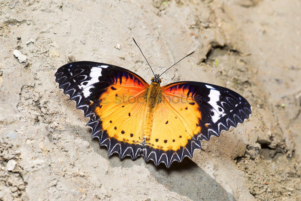 Similar – Landebahn Schmetterling