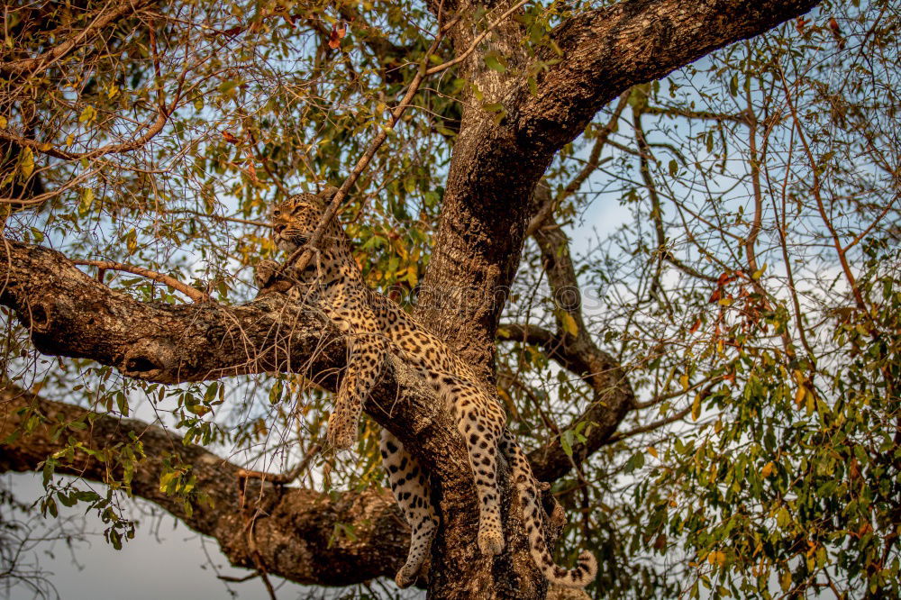 Similar – Image, Stock Photo underhand Spring Tree