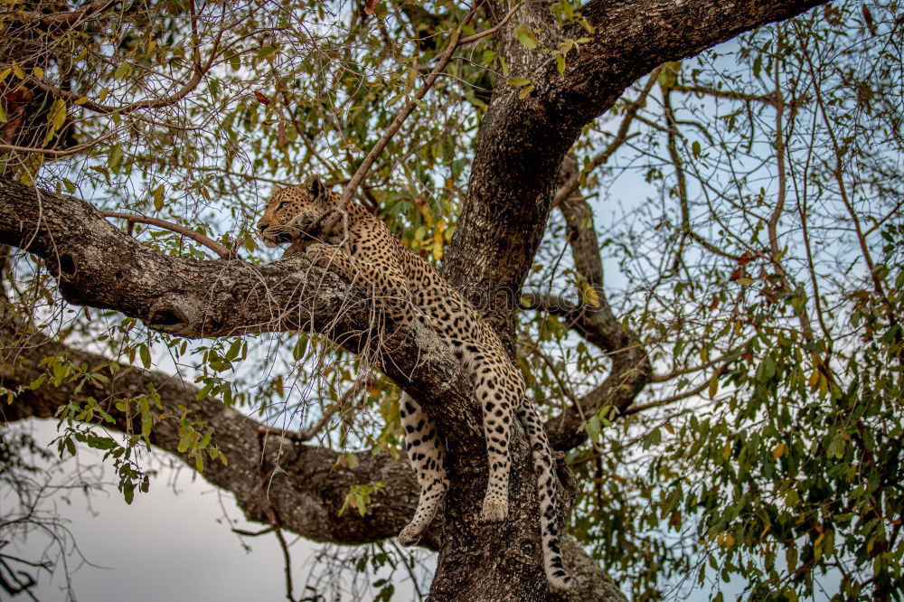 Similar – Image, Stock Photo eating elephant in kruger national park