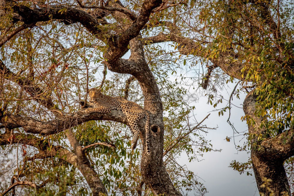 Image, Stock Photo eating elephant in kruger national park