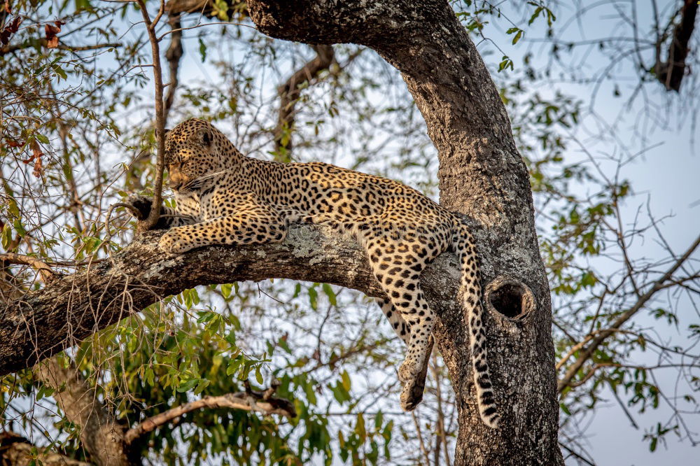 Similar – Image, Stock Photo eating elephant in kruger national park