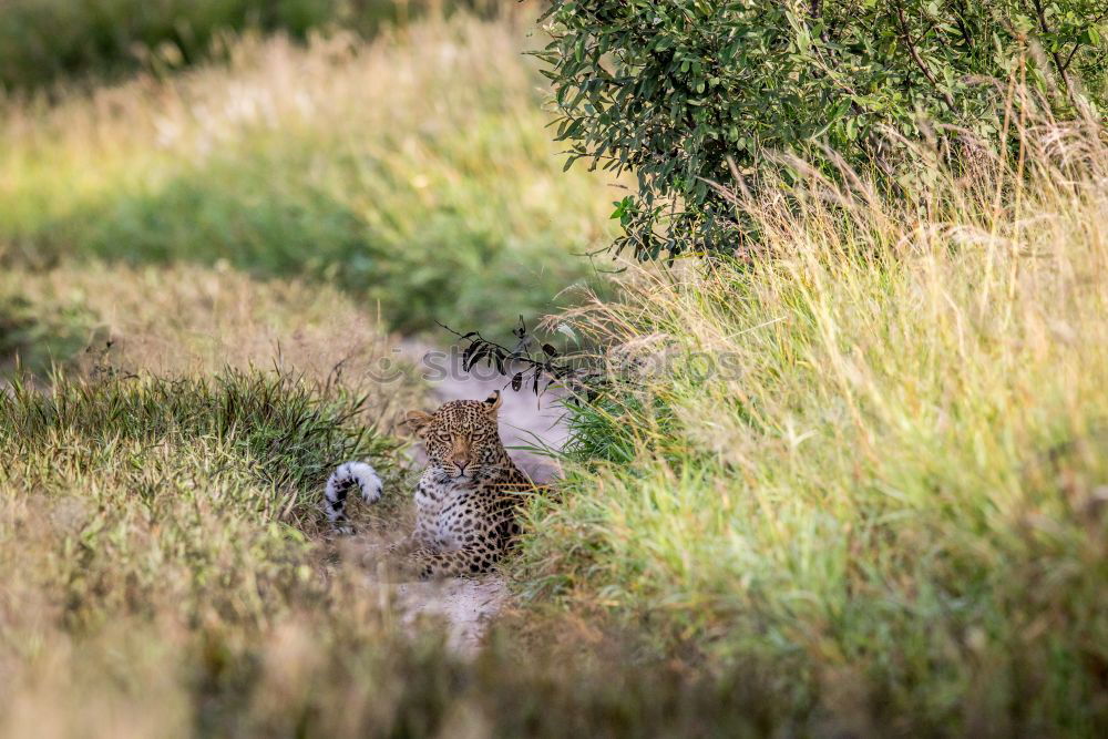 Similar – Foto Bild Siesta auf der Wiese Natur