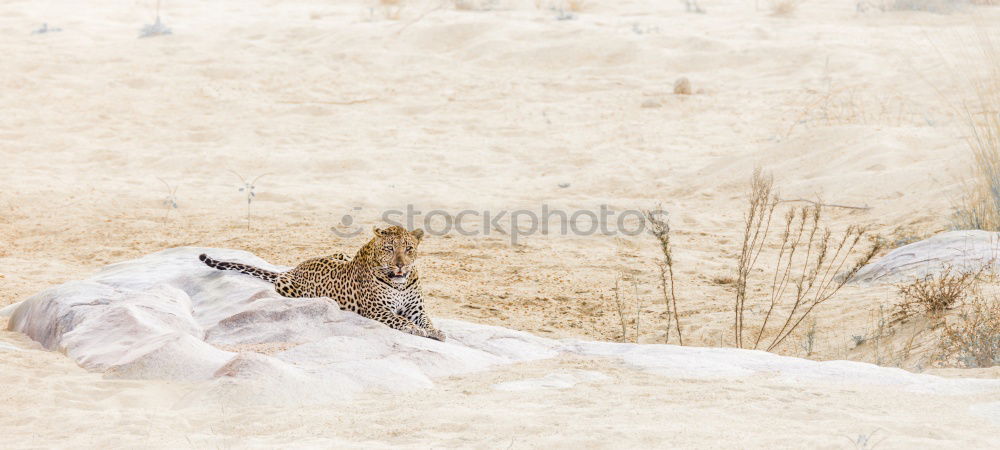 Similar – Foto Bild Ne Maus Haustier