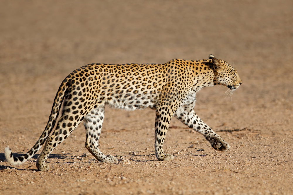 Image, Stock Photo Leopard #13 Tourism Safari