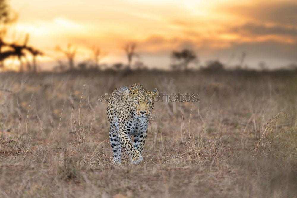 Similar – Leopard #16 Tourism Safari