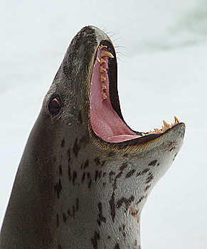 Similar – superlarge mouth Seals