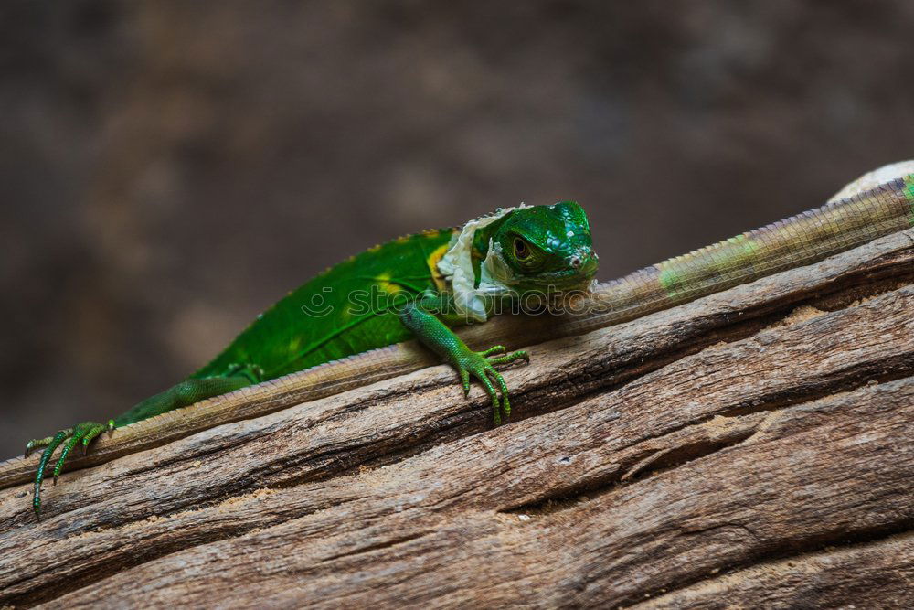 Similar – Hyla arborea Nature Animal