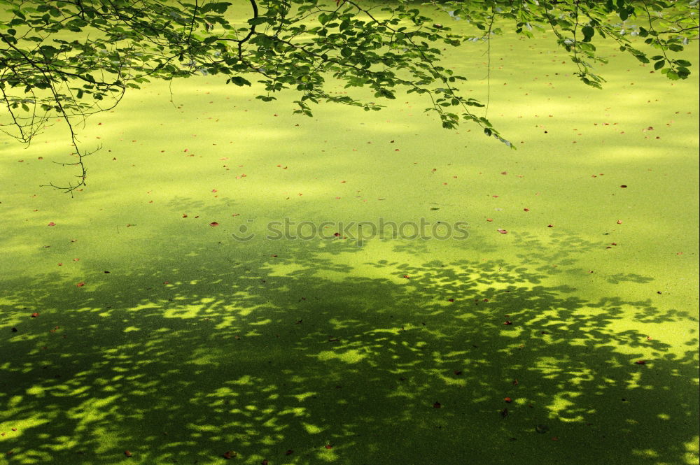 Similar – Algengrün an Wasserblau