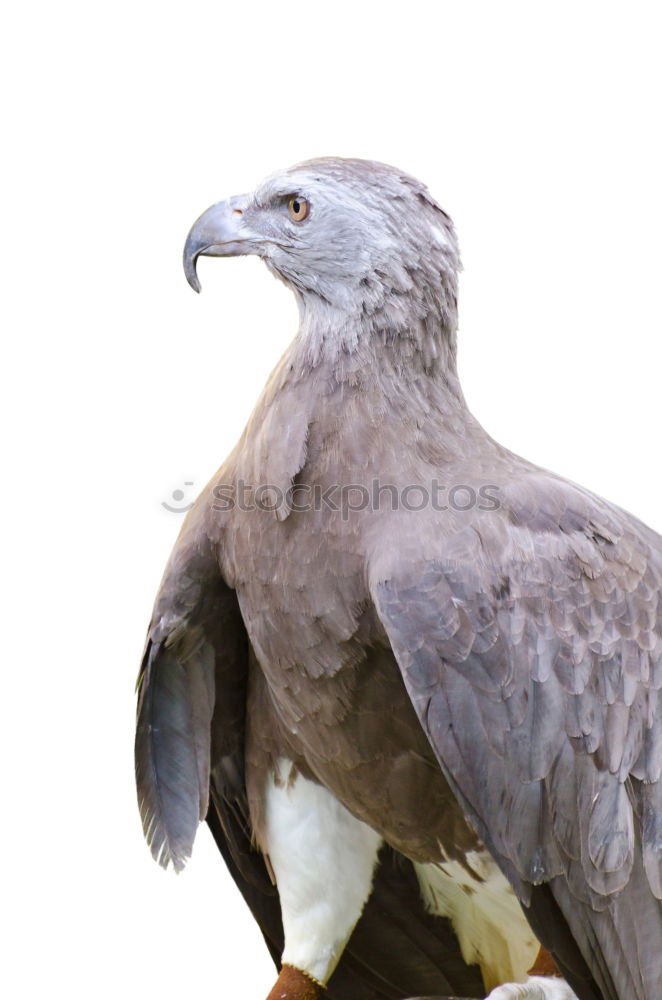 Similar – Image, Stock Photo vultures Vulture Scavenger