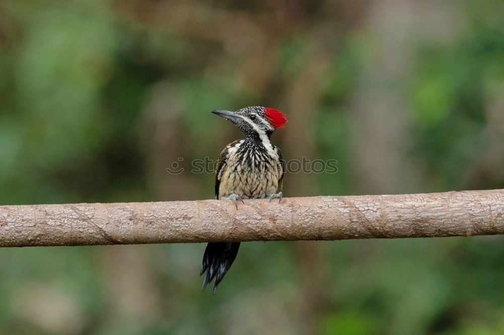 Similar – kingfisher Bird Tree