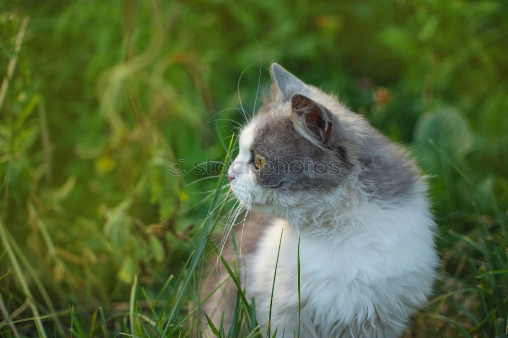 Similar – Katze im Gras Wiese