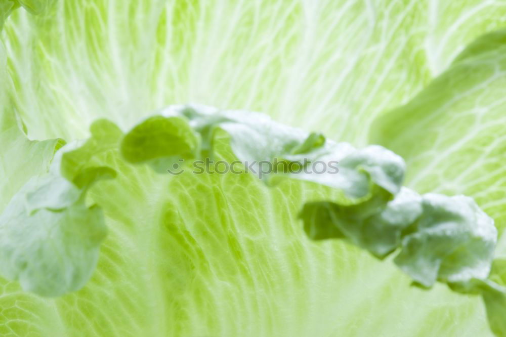 Similar – salad ready Lettuce