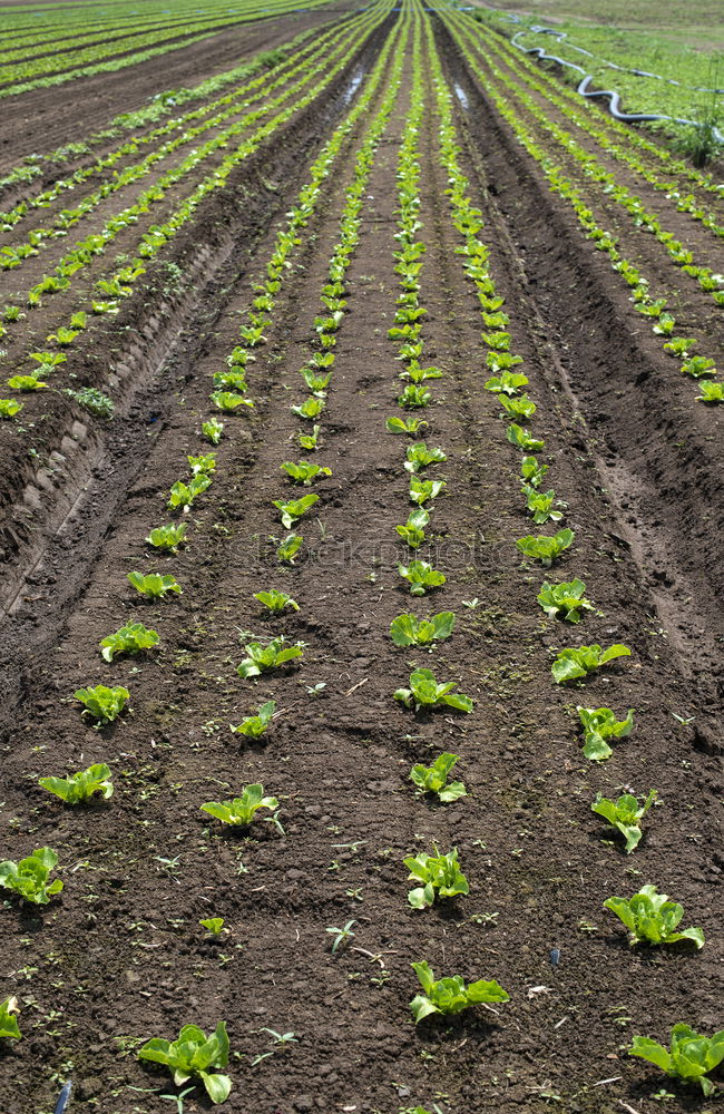 Similar – Foto Bild Fluchtpunkt Feld braun