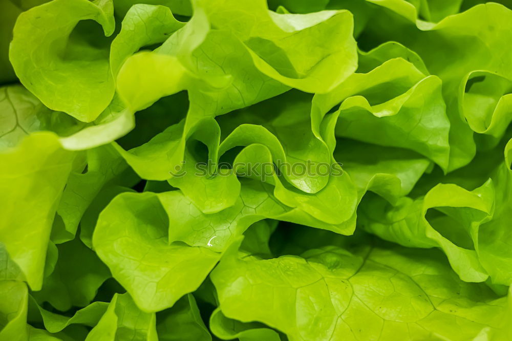 Similar – salad food Green Plant