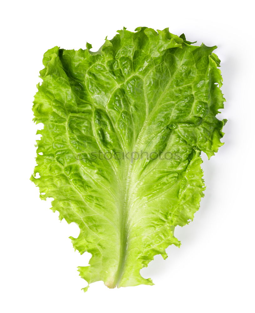 Similar – salad Lettuce