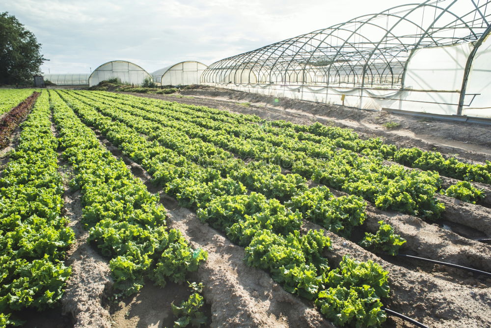 Similar – Strawberries in green house.