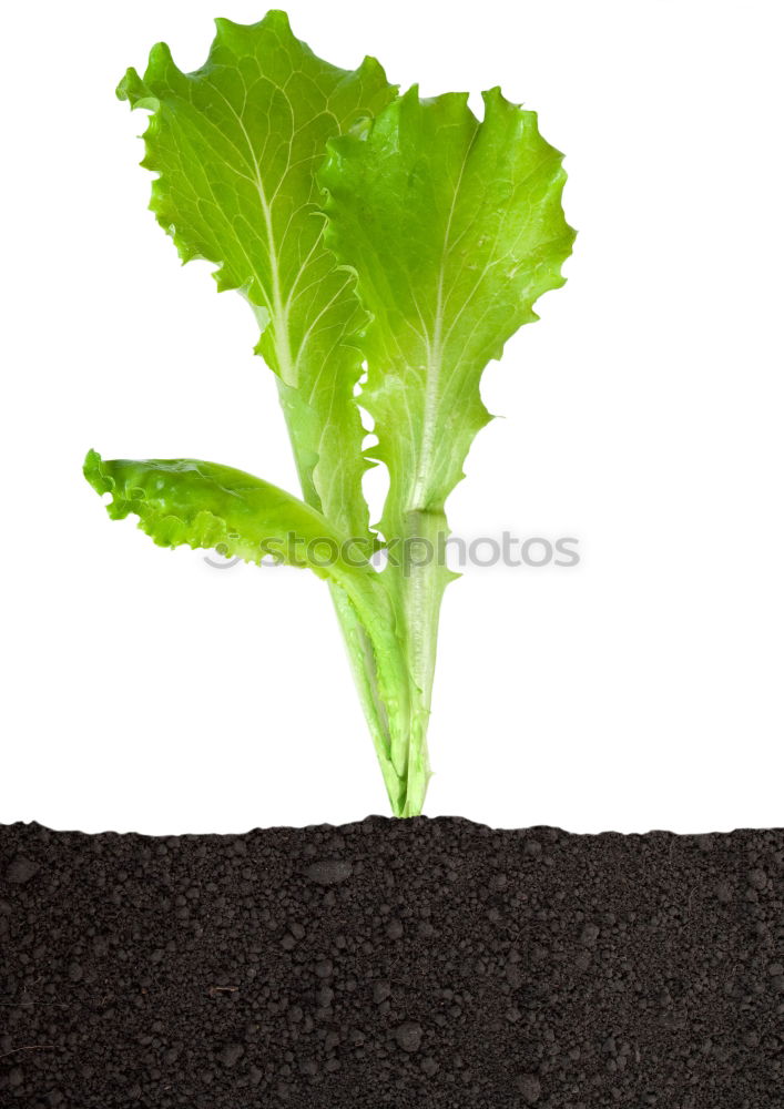 salad Lettuce