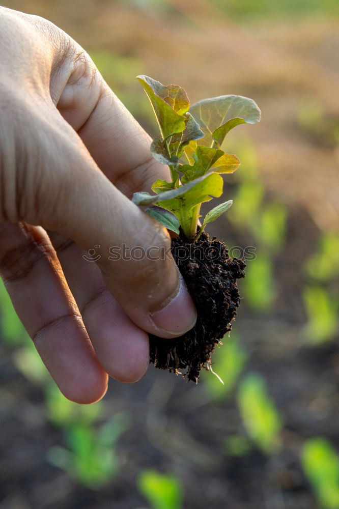 Similar – Picking radishes in the garden