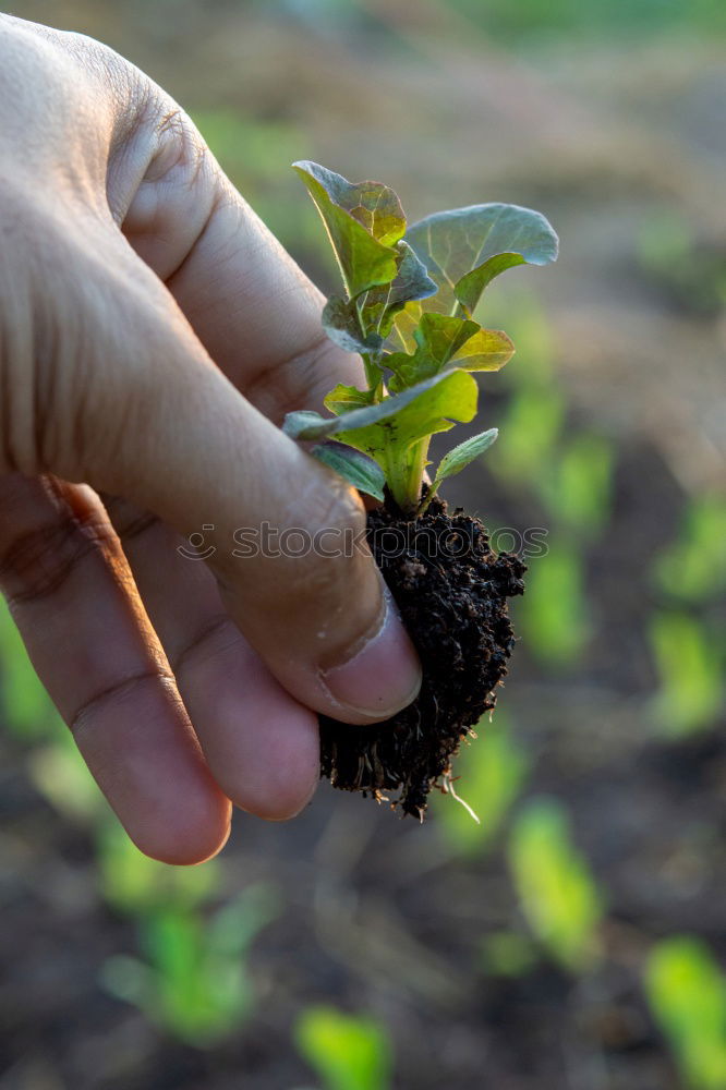 Similar – Picking radishes in the garden.