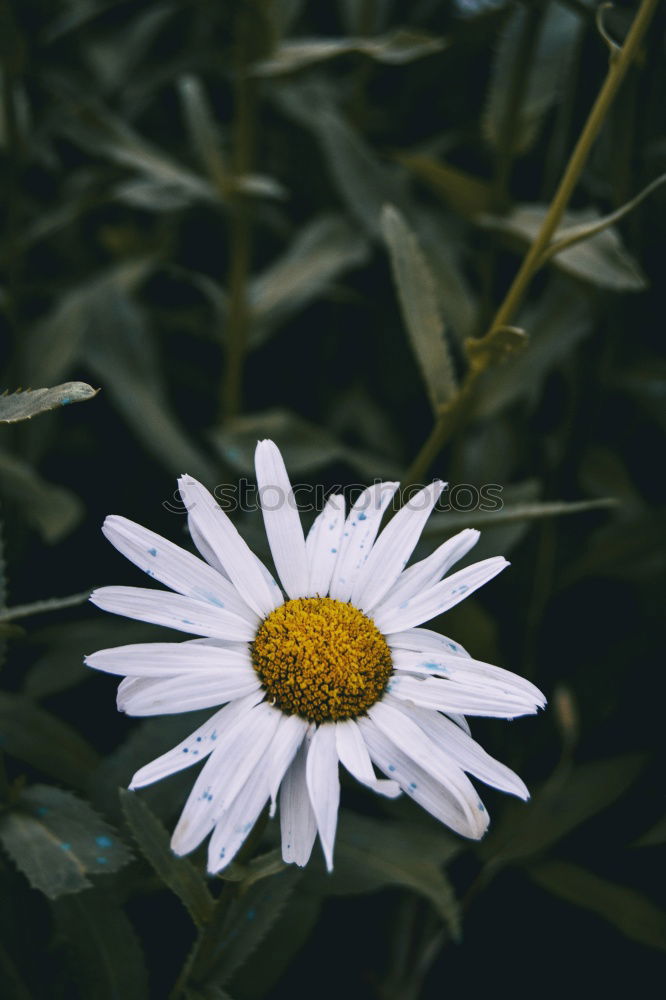 Similar – Image, Stock Photo daisy flower plant in springtime