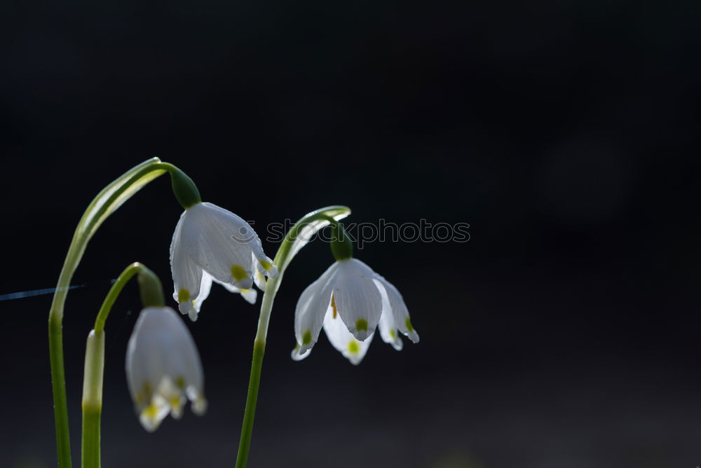 Similar – three flowering snowdrops against a dark background