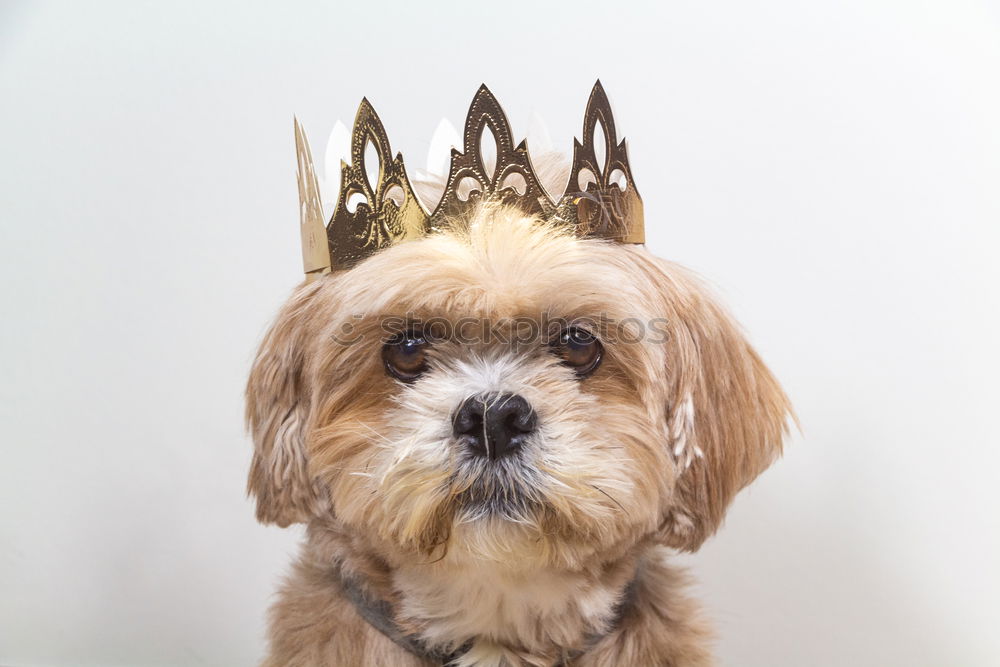 Image, Stock Photo funny dog with crown on white background