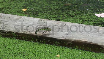 Similar – Image, Stock Photo Outside on the balcony Sun