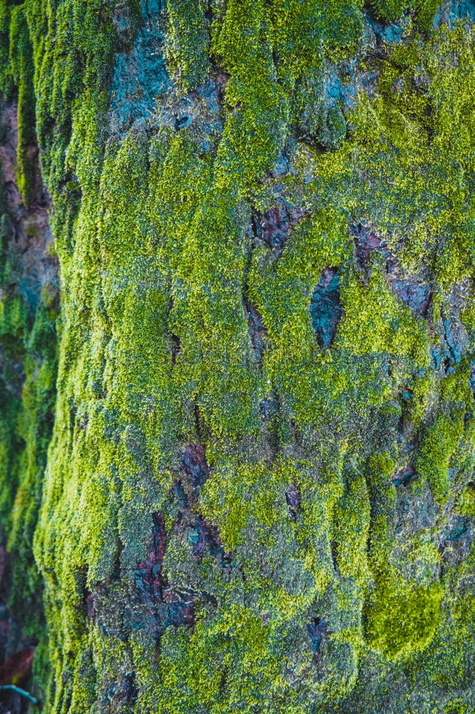 Similar – fungus Wood Tree bark