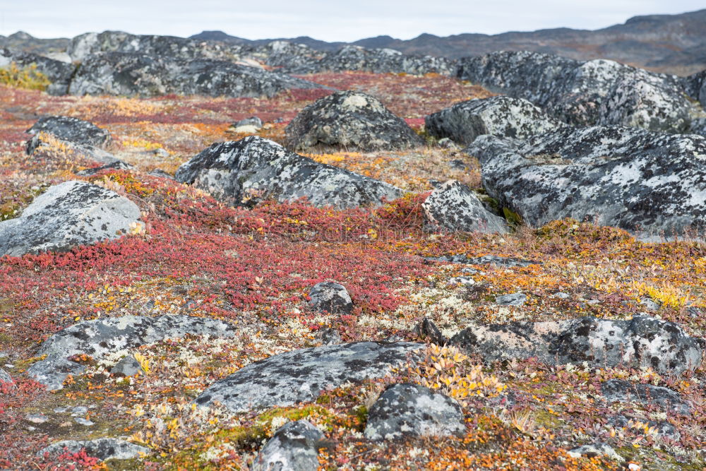 Similar – Foto Bild Morgenfrost in Rondane