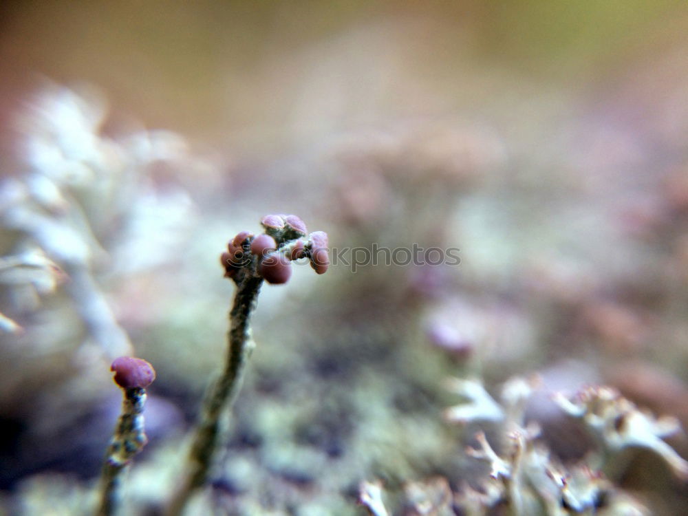 Similar – Image, Stock Photo Purple lime leaf on mossed lawn with hoarfrost