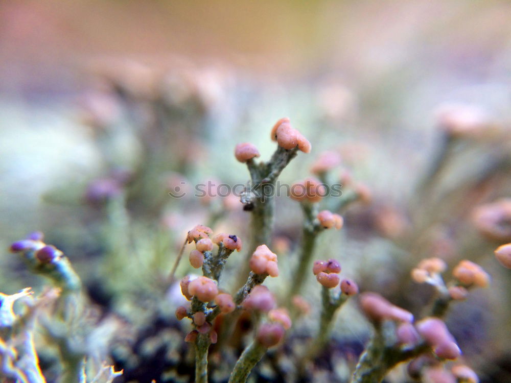 [600] Natural colours of the heather in Scotland