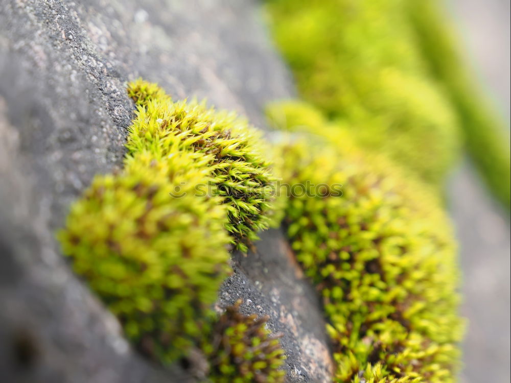 Similar – Image, Stock Photo Fern on moss carpet