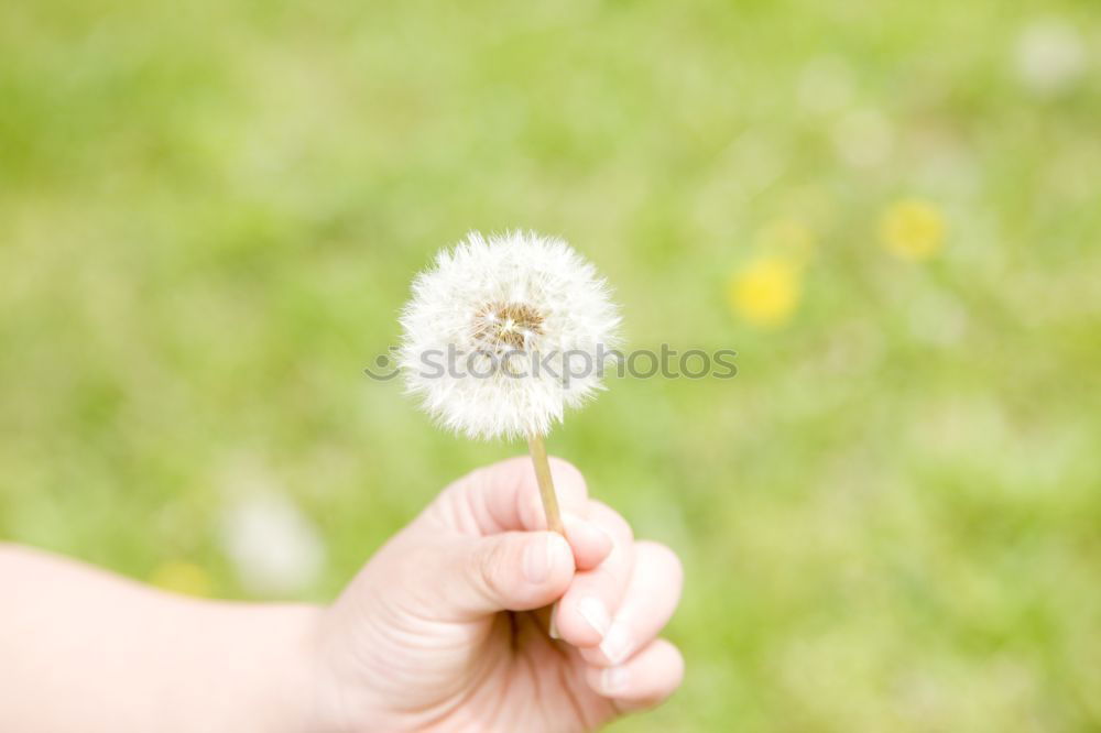 Similar – Image, Stock Photo in your hand Summer