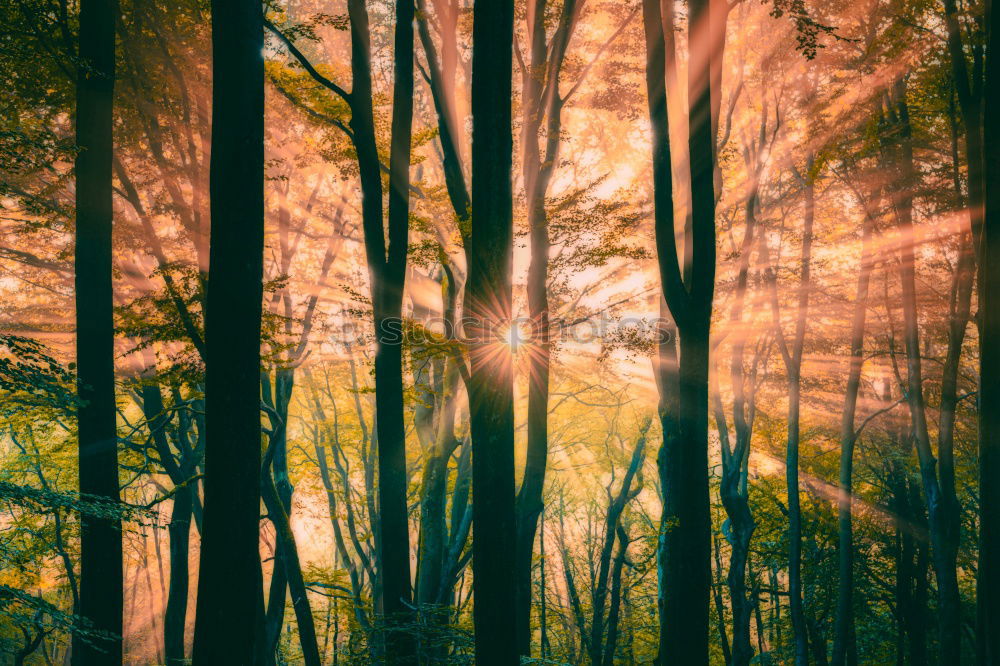 Similar – Image, Stock Photo Morning sun shines through the trees