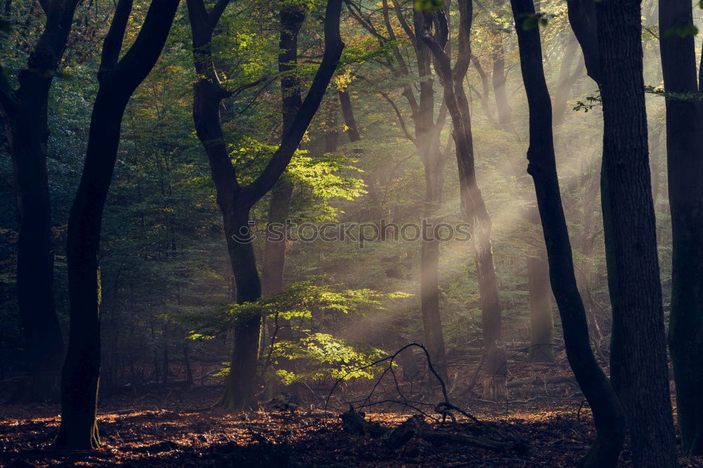 Similar – Image, Stock Photo The morning hour has… A beam of light shines on a small clearing. Between trees and in the background a hill with flowers and grass.