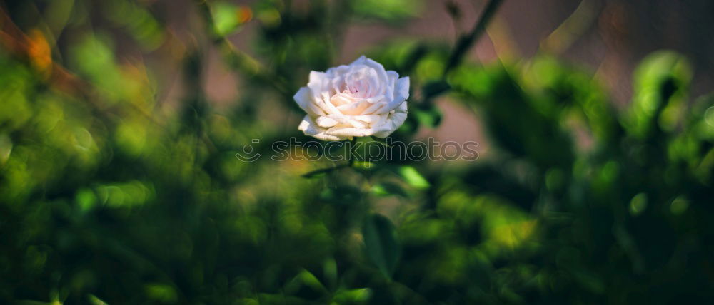 Similar – Image, Stock Photo flowering crocus