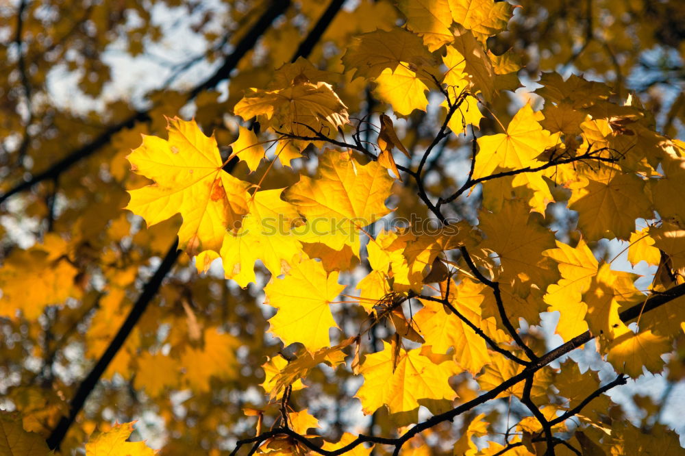 Similar – Image, Stock Photo Yellow! Environment Nature