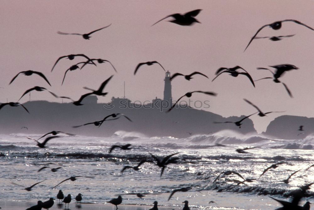 Similar – Gulls at the Baltic Sea